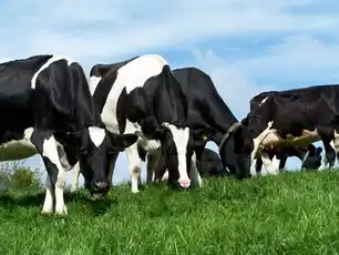Pure Dairy Sourced from Clean, Natural Farms